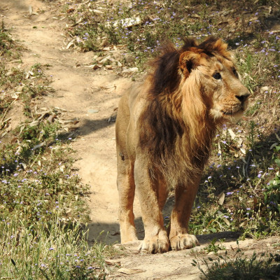 Hemal the Lion